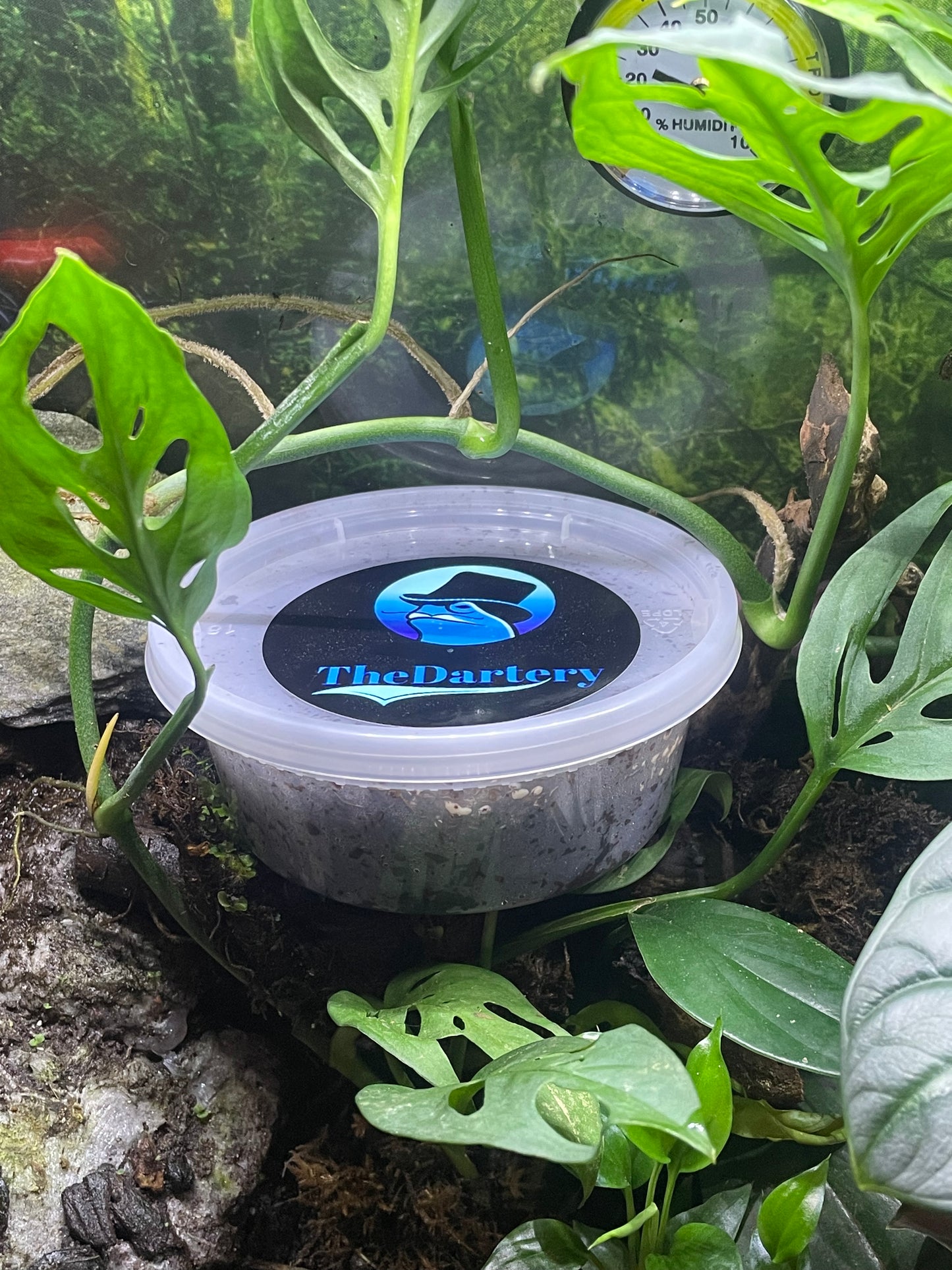 Springtail Cultures 8oz made with Coco Coir Substrate