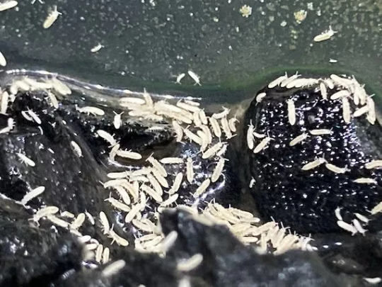 Springtail Culture