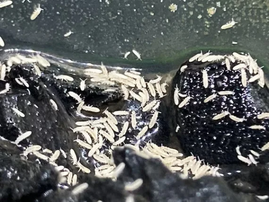 Springtail Culture
