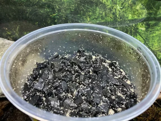 Springtail Cultures 16oz made with Charcoal